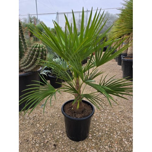 Chamaerops excelsa 10 lt -16*/-18*